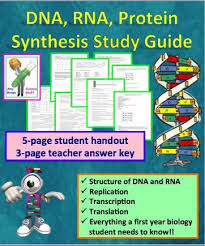 During , rna polymerase synthesizes the rna transcription factors. Dna Rna Protein Synthesis Worksheet Study Guide Transcription And Translation Teaching Biology Biology Classroom