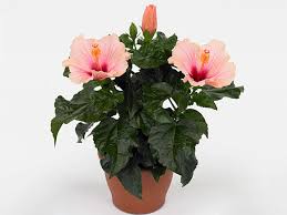 Image result for Hibiscus seineri