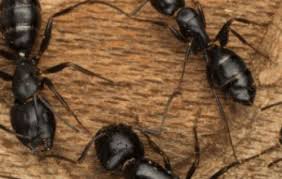 With just one pest infestation, your home can be irreversibly damaged. Advanced Pest Technology And Lawncare Home