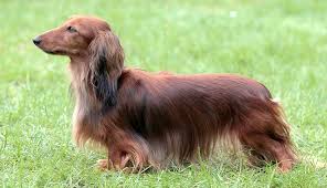 I have a red, long haired male. Dachshund Miniature Long Haired Dog Breeds Purina