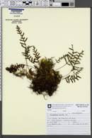 Image result for Pleopeltis  × simiana