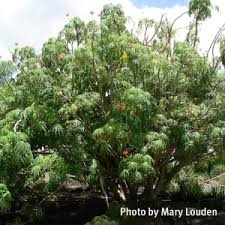Image result for Jatropha multifida