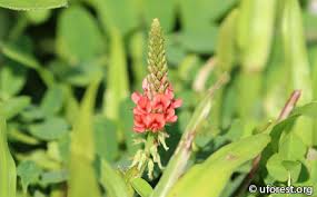 Image result for Indigofera kirkii