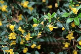Image result for Berberis verruculosa
