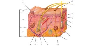 Check out skin care basics at howstuffworks. Integumentary Skin Practice Quiz Proprofs Quiz