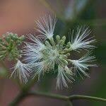 Image result for Albizia glaberrima