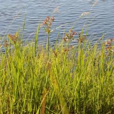 Image result for Pycreus nitidus