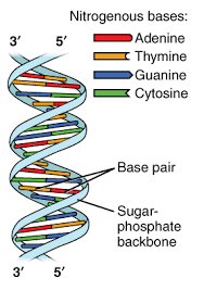 What Are The Three Parts Of A Nucleotide Albert Io