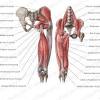 Tight adductor muscles can lead to limited hip mobility and hip pain. 1