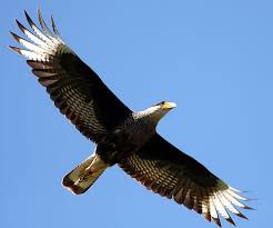 Birds Of Prey Animals Wiki Caracara Plancus Carancho 2 Southern Crested Caracara Wikipedia The Free Pet Birds Animals Wild Birds Of Prey