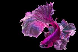 I bought a pink king betta fish at petco a few months ago. 32 Types Of Betta Fish Patterns Colors Tails With Pictures Pet Keen