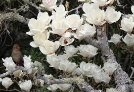 In spring, large white showy flowers light up the branches before the leaves emerge. 7 Spectacular And Practical Spring Flowering Trees