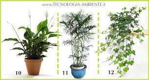 Metto subito l'elenco delle piante che sono (relativamente) facili da coltivare in casa e che puliscono gli ambienti. Purifica L Aria Di Casa E Riempila Di Ossigeno Con Queste Piante Schede E Foto