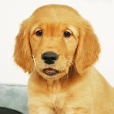 Pups born mid april and ready for their home!!!!! This Adorable Golden Retriever Puppies Says Hello Take Me Home Golden Retriever Puppies Retriever