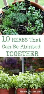 herbs that can be planted together herbs that can be planted together companion planting vegetables garden companion planting