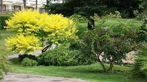 Yellow twig dogwood bushes have yellow bark and yellow fall leaves. Trees And Shrubs With Yellow Leaves Photos And Names Features Of Cultivation Best Landscape Ideas