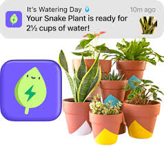 Image result for Cleome bororensis