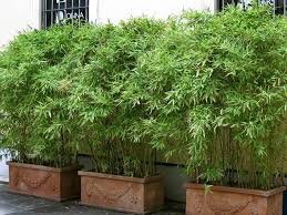 5 Satisfied Cool Tricks Low Fence Entrance Glass Fence Window Aluminum Fence House Urban Metal Fence Alum Potted Plants Patio Bamboo Garden Tall Potted Plants