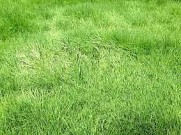 Image result for Agrostis