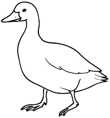 Check spelling or type a new query. Mewarnai Bebek Angsa