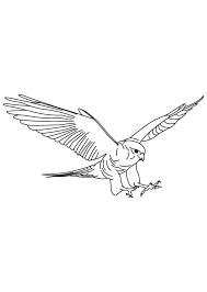 Falcon Outline Brown Falcon In Flight Throughout Coloring Pages Draw A Falcon Coloring Pages Animal Illustration Outline
