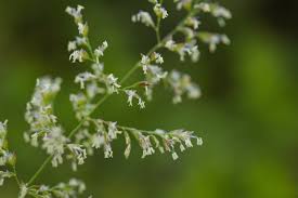 Image result for Poa binata