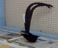 We did not find results for: Empat Gangguan Kesehatan Yang Sering Terjadi Pada Burung Murai Batu Om Kicau