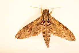 Image result for Convolvulus ocellatus