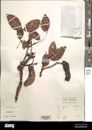 Image result for Brachystegia spiciformis