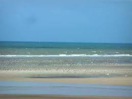 Paysages De La Cote D Opale Plage De Sable Mouettes Et Mer La Manche A Hardelot Plage Parc Naturel Regional Paysage Photos Paysage Parc Naturel Regional