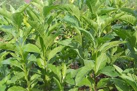 Gynura procumbens lour, calacia procumbens lour. 5 Manfaat Ajaib Daun Sambung Nyawa Sembuhkan Reumatik Hingga Cegah Darah Tinggi Portal Jember