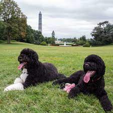 President barack hussein obama ii was born in honolulu, hawaii. Barack Obamas Hund Sunny Beisst Madchen Ins Gesicht Welt