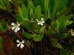 Image result for Goodeniaceae