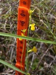 Image result for Utricularia tortilis