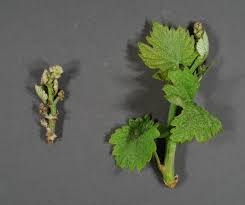 Image result for Calepitrimerus vitis