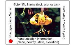 Image result for Euphorbia crebrifolia