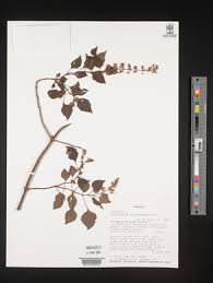 Image result for Plectranthus alboviolaceus