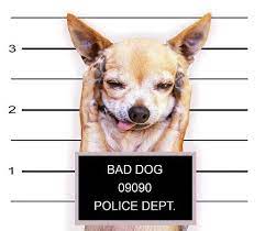 Bad Doggie Chihuahua Funny Funny Chihuahua Pictures Bad Dog