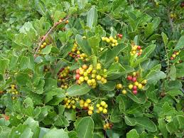 Image result for Psychotria moninensis