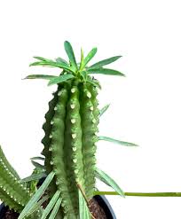 Image result for Euphorbia lividiflora