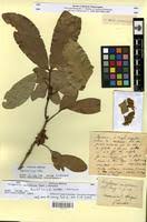 Image result for Pancovia