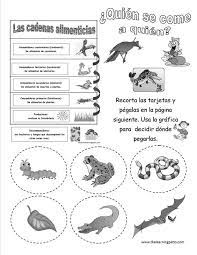 La más importante si queremos educar a nuestro hijo en la responsabilidad y el respeto a los animales. Cadena Alimenticia Science English Spanish Suscribete Y Recibe Un Sinnumero De P Ciencia Natural Ciencias De La Naturaleza Cuadernos Interactivos De Ciencias