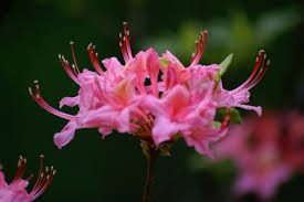 Image result for Queenslandiella