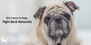Mast cell tumors are the most common type of dog skin cancer. Dog Skin Cancer Natural Options That Work Dogs Naturally