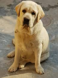 Puppies for sale in pakistan. Dogs For Sale In Pakistan Posts Facebook