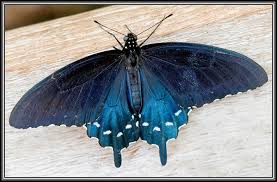 Description aristolochia tomentosa larval host plant for the lovely blue and black pipevine swallowtail butterfly! Chiricahua Mtns 2014