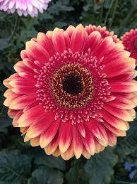 Gerbera Navarone Schreurs Beautiful Flowers Pretty Flowers Flower Pictures
