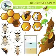 Bee Clip Art Insect Life Cycle Bugs Color Blackline Clip Art Bee Clipart Honey Bee Life Cycle
