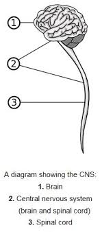 Below the central portion of the falx, the cerebral hemispheres are connected by a substantial bridge of white matter called corpus callosum. Central Nervous System Mepedia