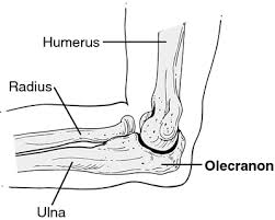 6 357 просмотров • 28 апр. Olecranon Definition Of Olecranon By Medical Dictionary